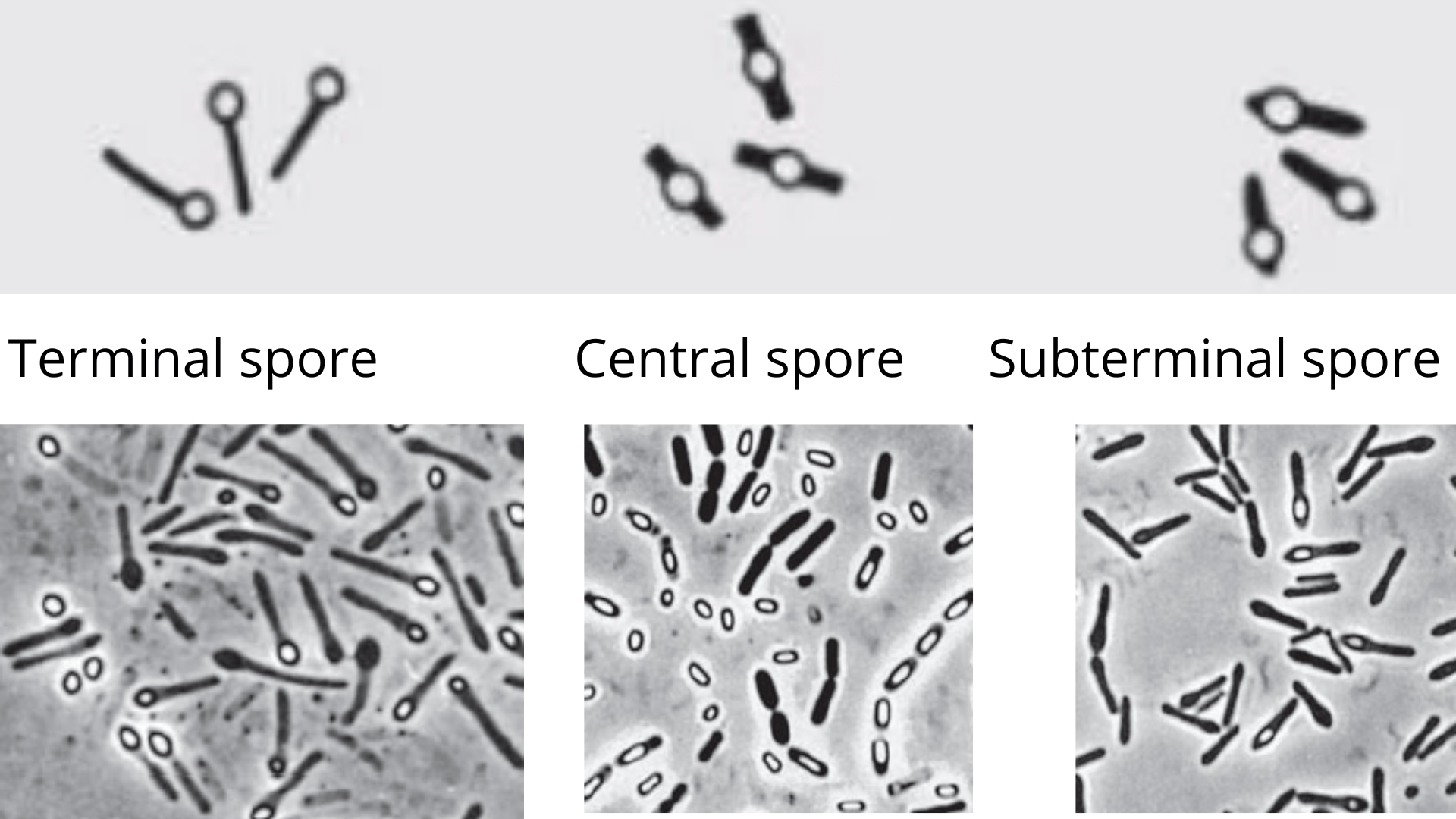Classification of Bacteria Microbe Online