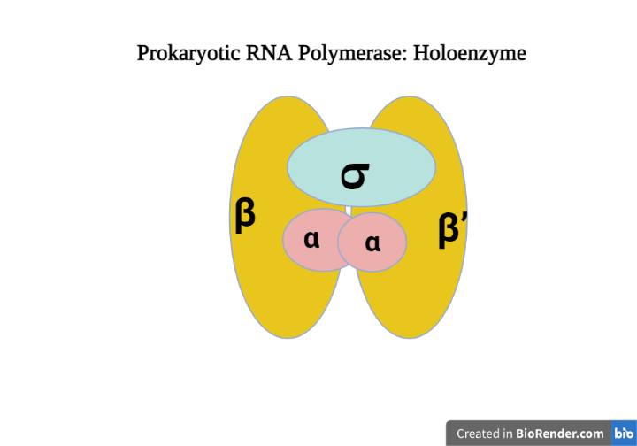 DNA Transcription Steps and Mechanism Microbe Online
