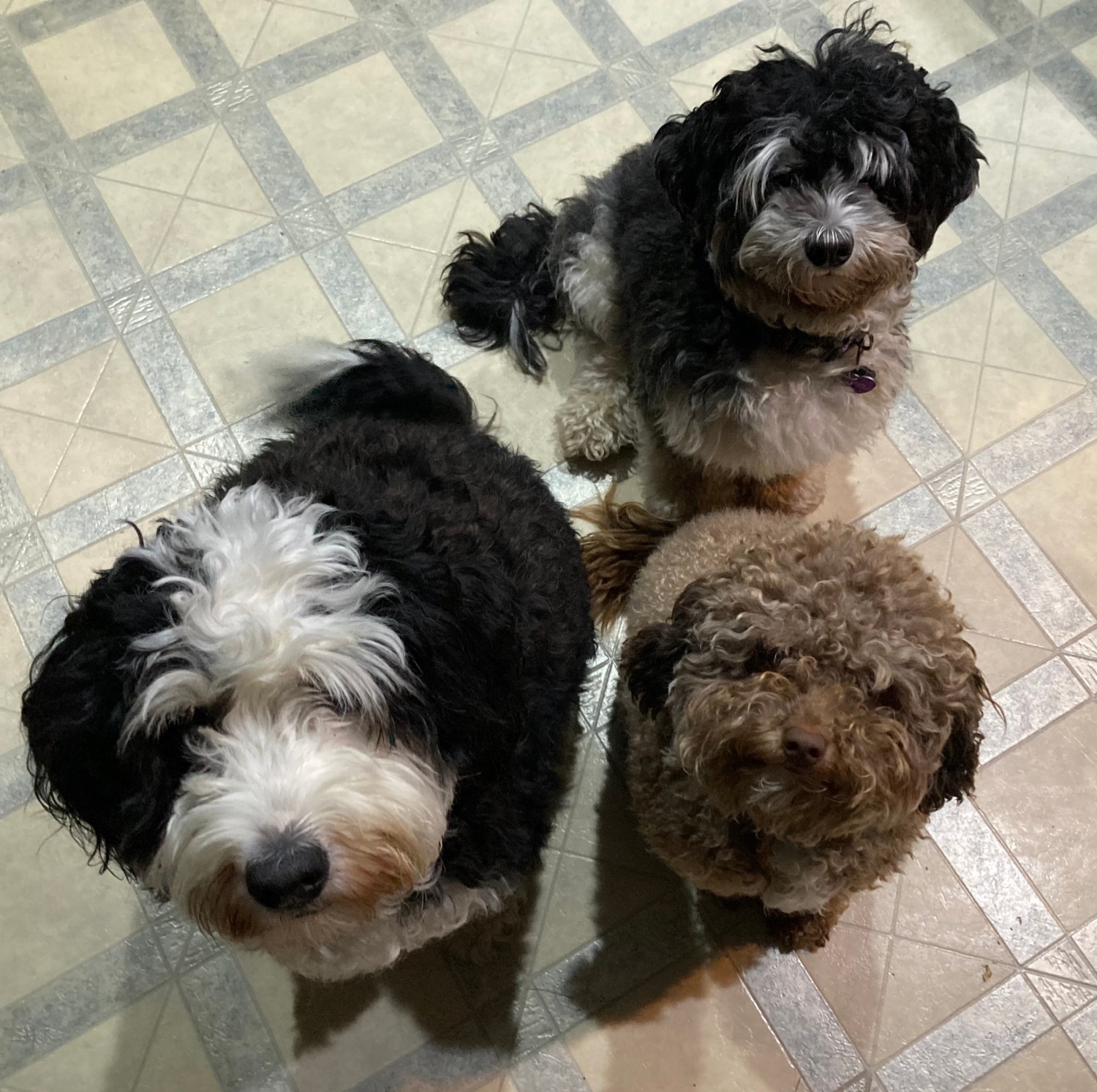 About MicroBernedoodle Puppies