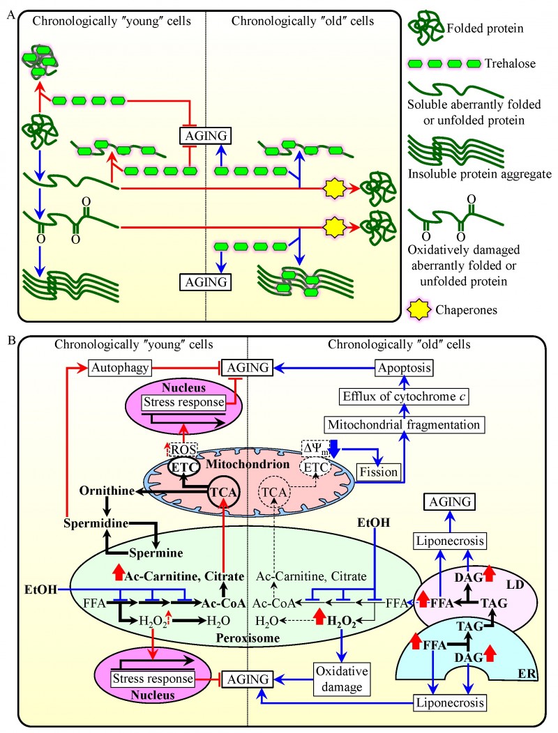 Figure 1 Mechanisms of chronological aging in yeast