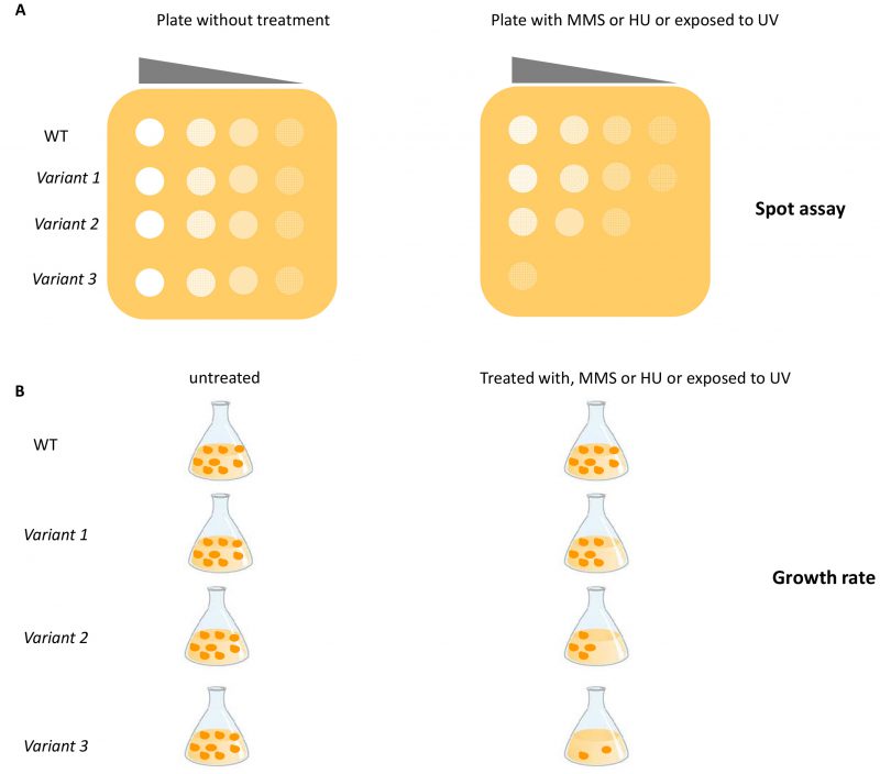 Yeastbased assays for the functional characterization of cancer