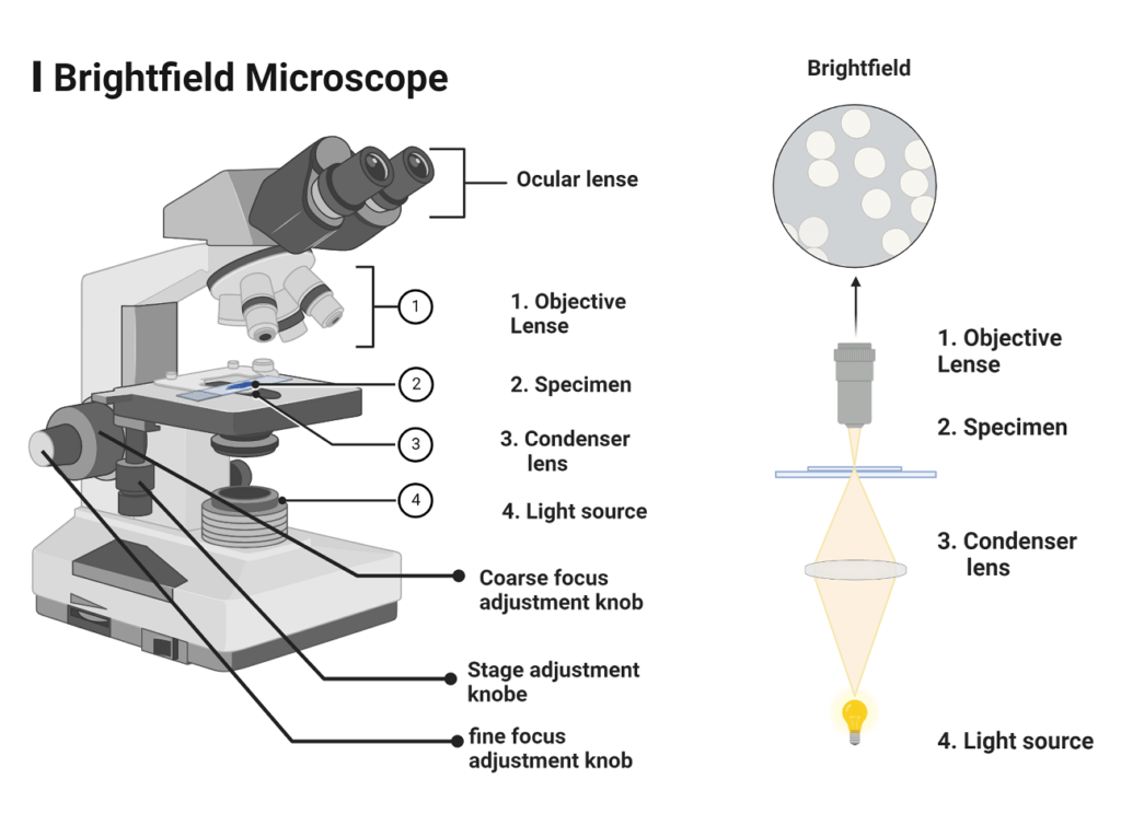 Light microscope its Principle and Types