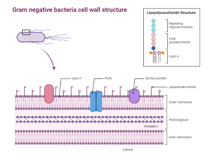 Gram Negative Cell Wall its Composition, function and Structure
