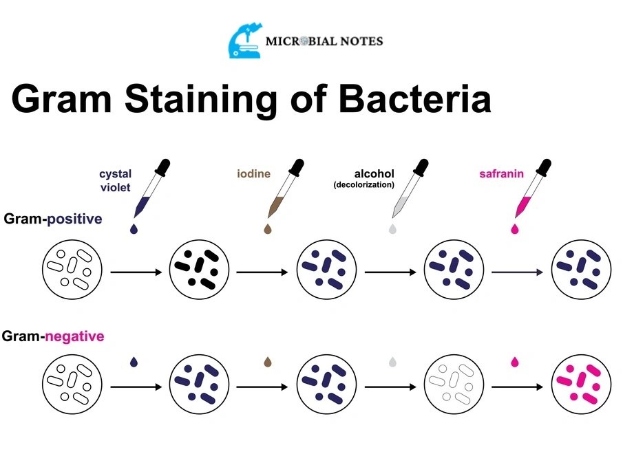Gram Staining Its Principle, Procedure, and Results