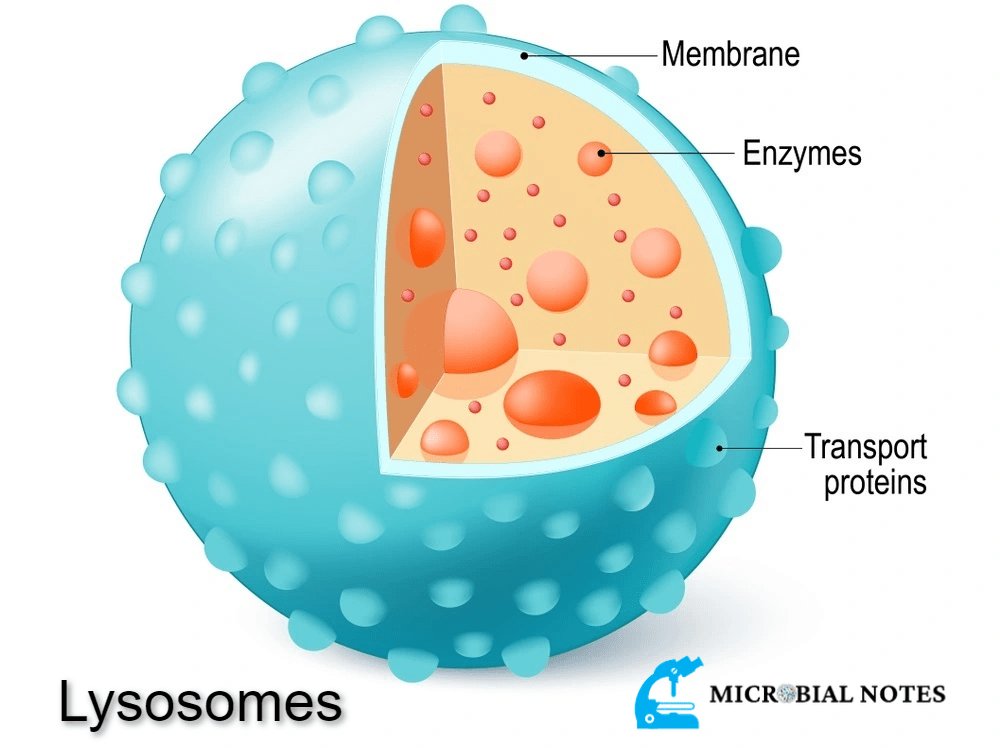 Lysosome Its structure and function Microbial notes