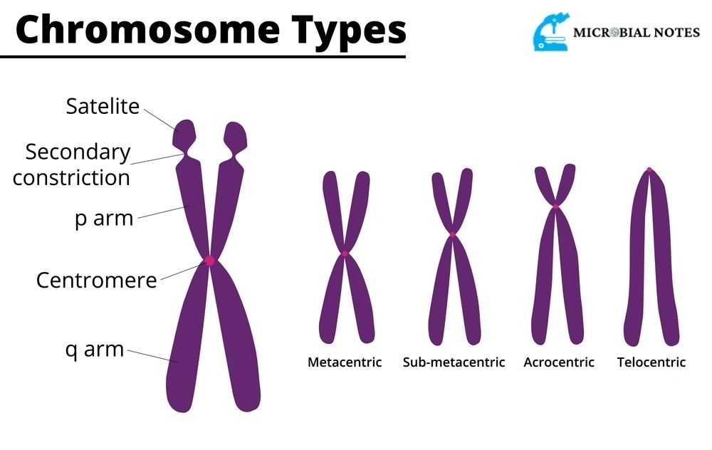 What are Chromosomes? Its function, and Structure