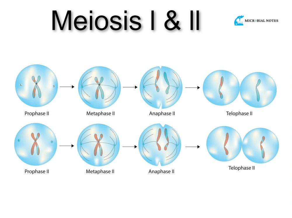 Meiosis and its phases - Microbial notes
