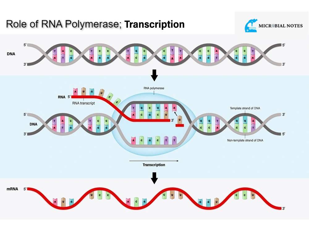 What is RNA Polymerase? Microbial notes