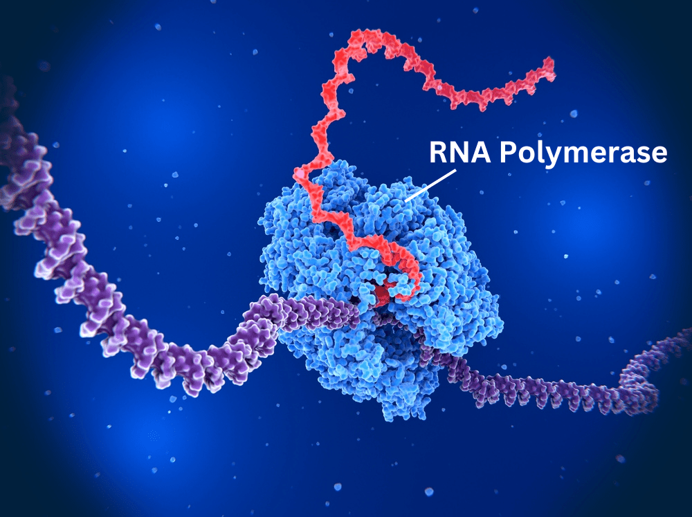 What is RNA Polymerase? Microbial notes