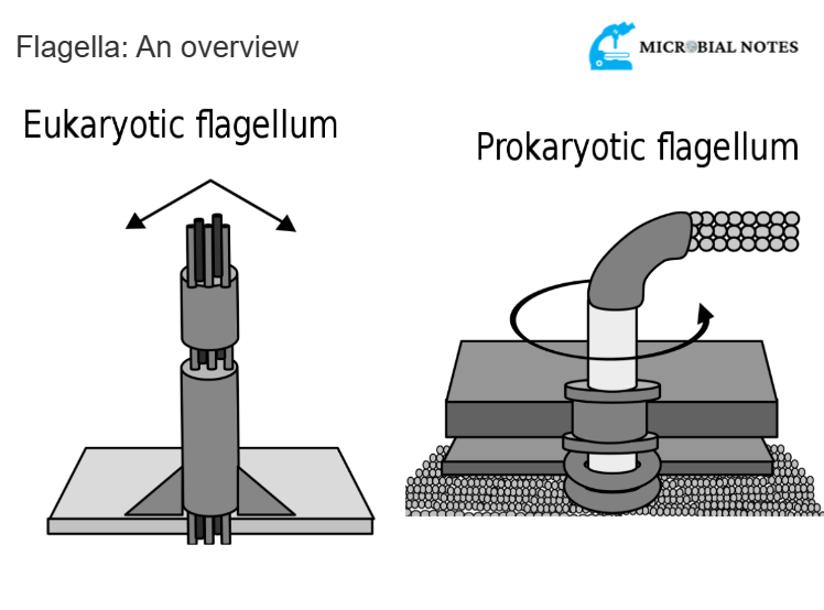 Flagella (flagellum) An overview Microbial notes