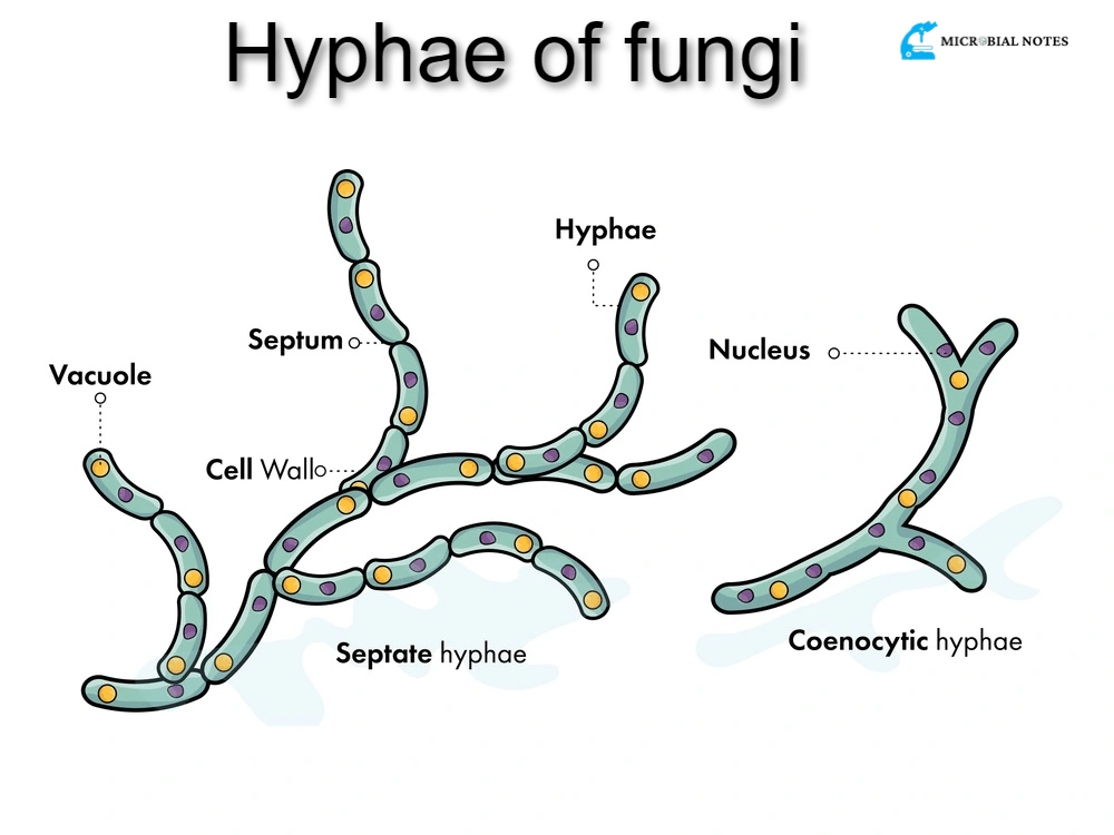Fungal hyphae Its definition, structure, and functions Microbial notes