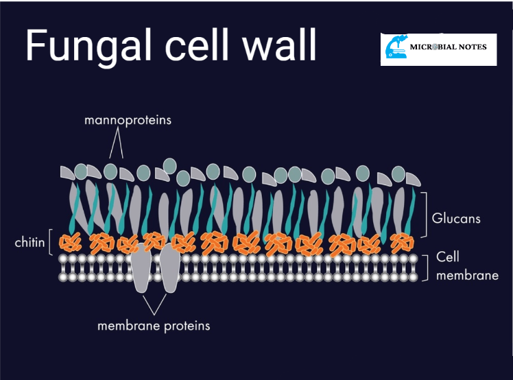 Cell Wall of fungi What are its structure and functions? Microbial