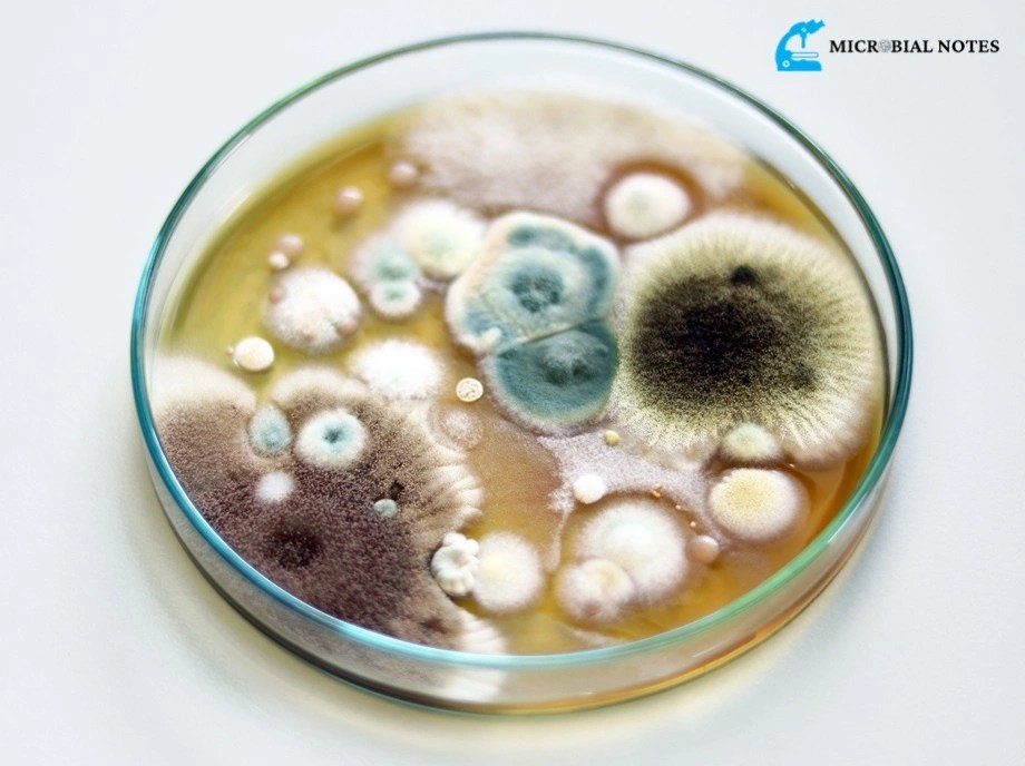 Fungal Growth Requirements and Its Importance Microbial notes