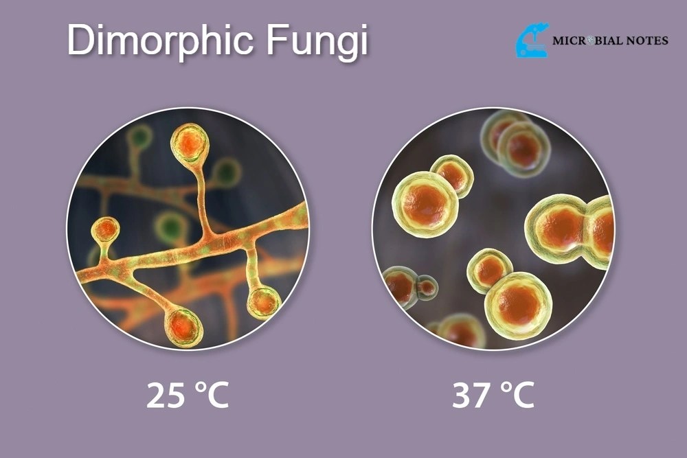Dimorphic fungi Understanding the Importance, Pathogenesis, and life