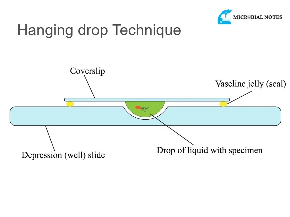 Motility test by using hanging drop method (explained)