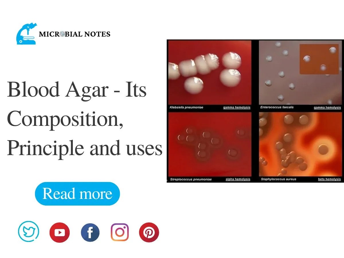 Blood Agar Its Composition, Principle and uses