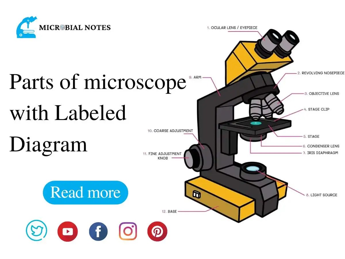 Parts of microscope with Labeled Diagram Microbial notes