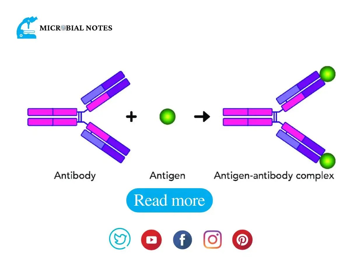 Antigen Antibody Interaction Its Definition, and types