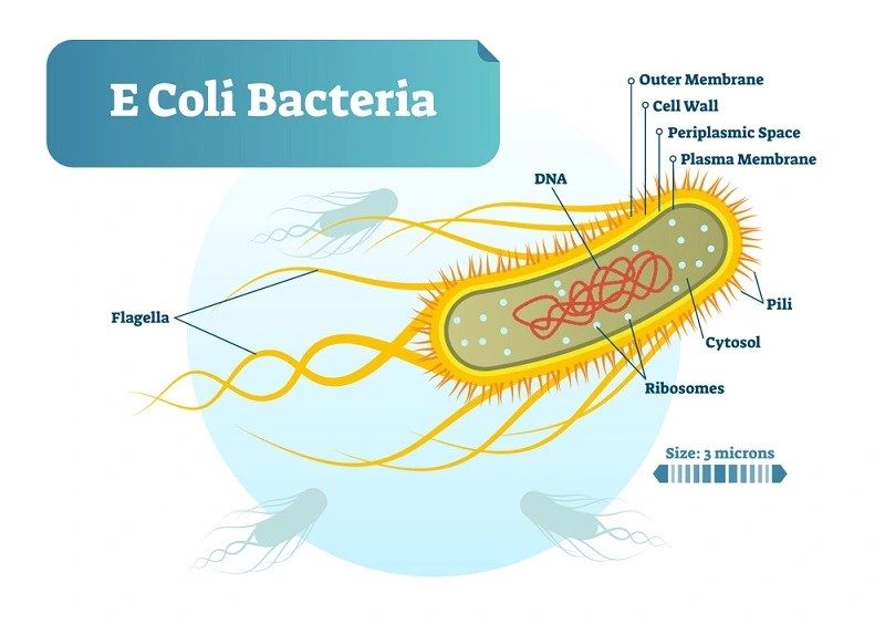 E. coli A Comprehensive and Easy to understand notes Microbial notes