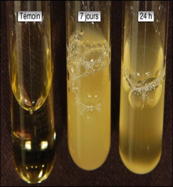 Nutrient broth Composition Preparation Interpretation