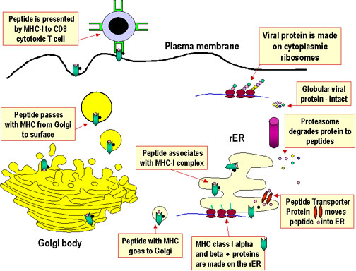 RESPONSE TO ANTIGEN PROCESSING AND PRESENTATION