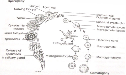 Life Cycle Of Plasmodium Vivax