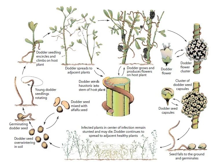 Dodder Introduction, Development of Disease, Symptoms and Control