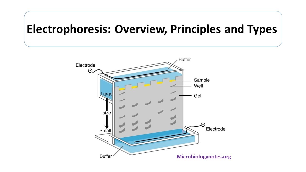Electrophoresis Overview, Principles and Types Microbiology Notes