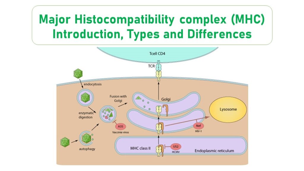 Major complex MHC type 1 Microbiology Notes