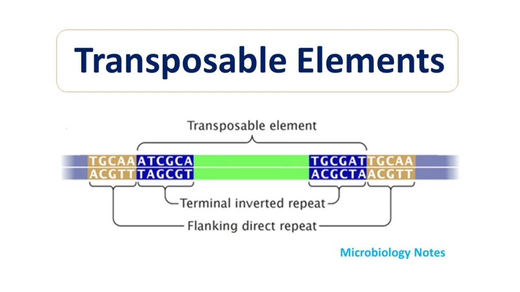 jumping genes Microbiology Notes