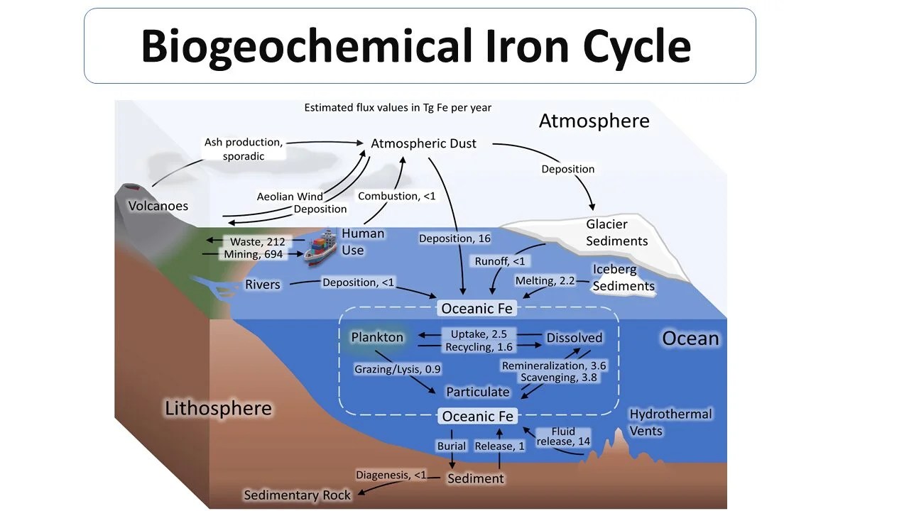 Biogeochemical Iron Cycle Microbiology Notes