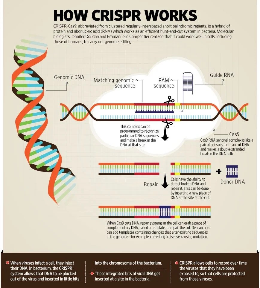 CRISPRCas9 Gene editing tool Introduction, Principles, Uses