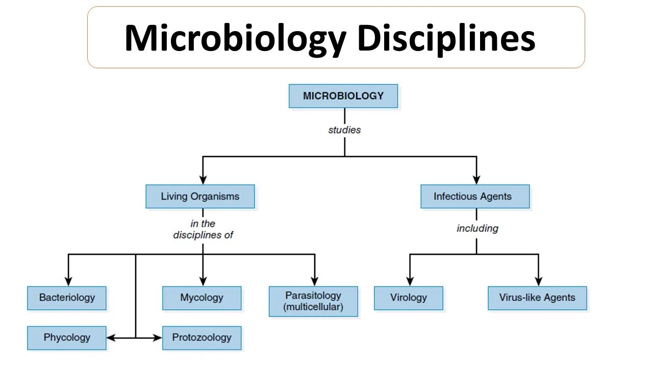 Microbiology Disciplines Bacteria, Viruses, Fungi, Archaea and Protists