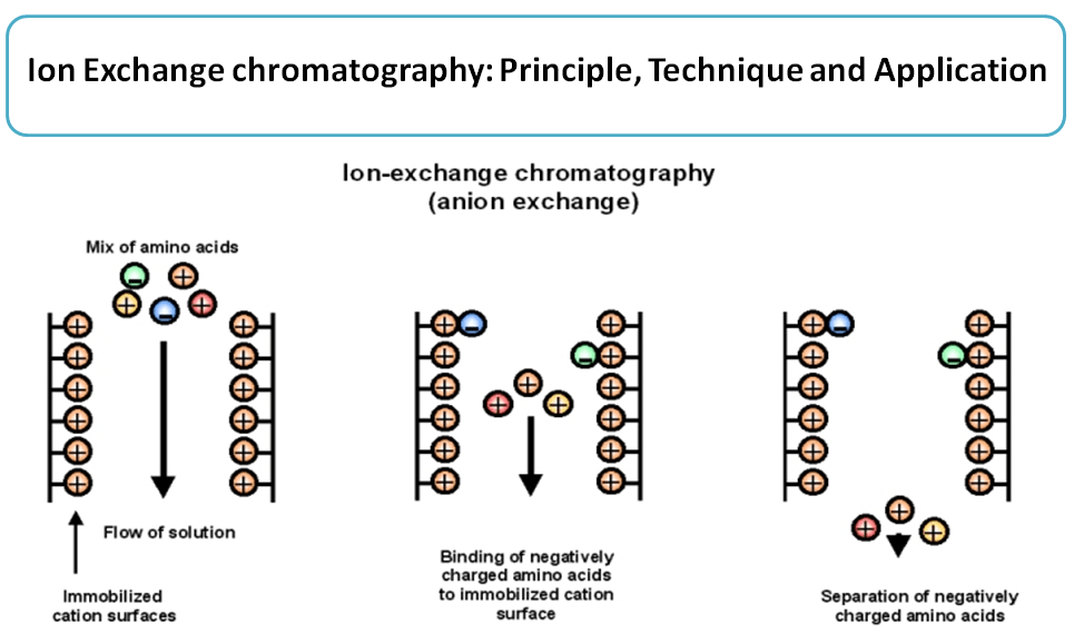 Ion Exchange chromatography Principle, Technique and Application