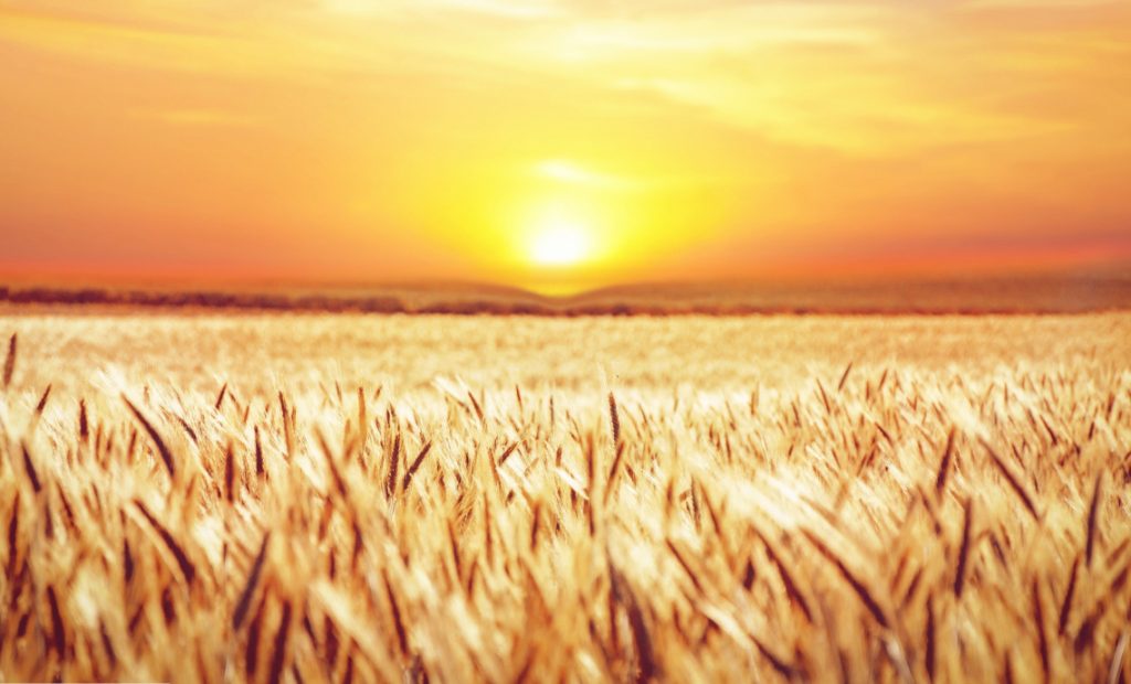 Food Enhancement Exploring Different Techniques to Improve Food