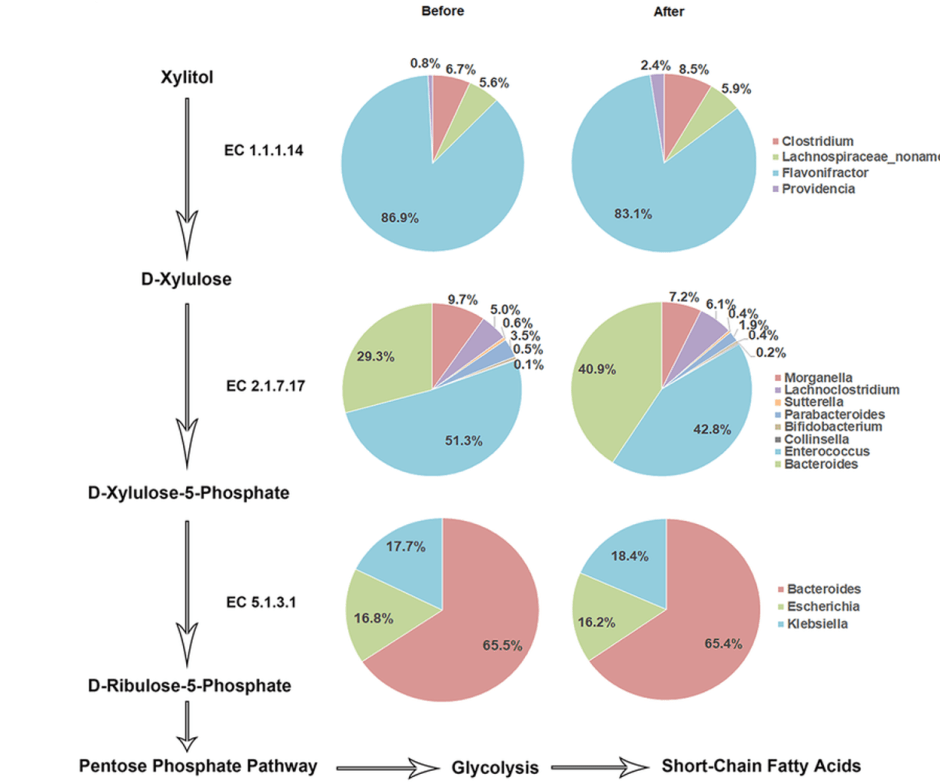 The conversion of xylitol in the human colon