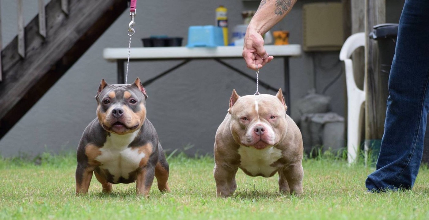 Micro Bully Tudo sobre o American Bully Micro Mini bully