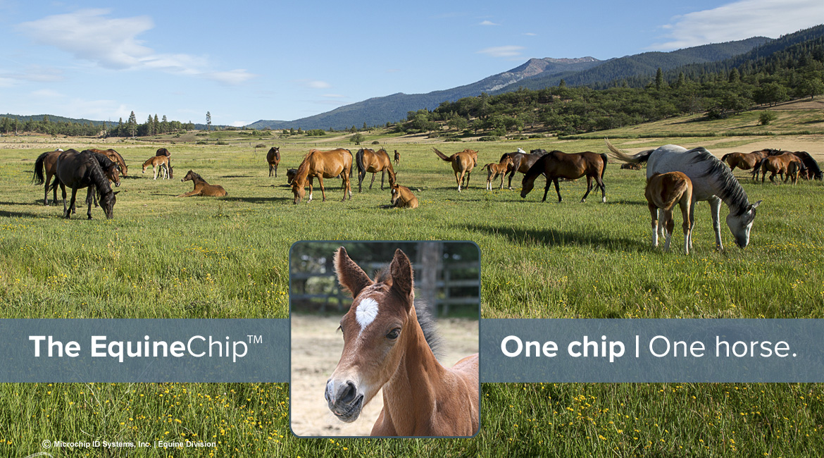 The EquineChip and Ranch Management • Microchip ID Systems Equine