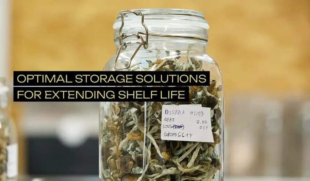 Do Microdosing Capsules Expire? Learn How to Store Them Microdosify