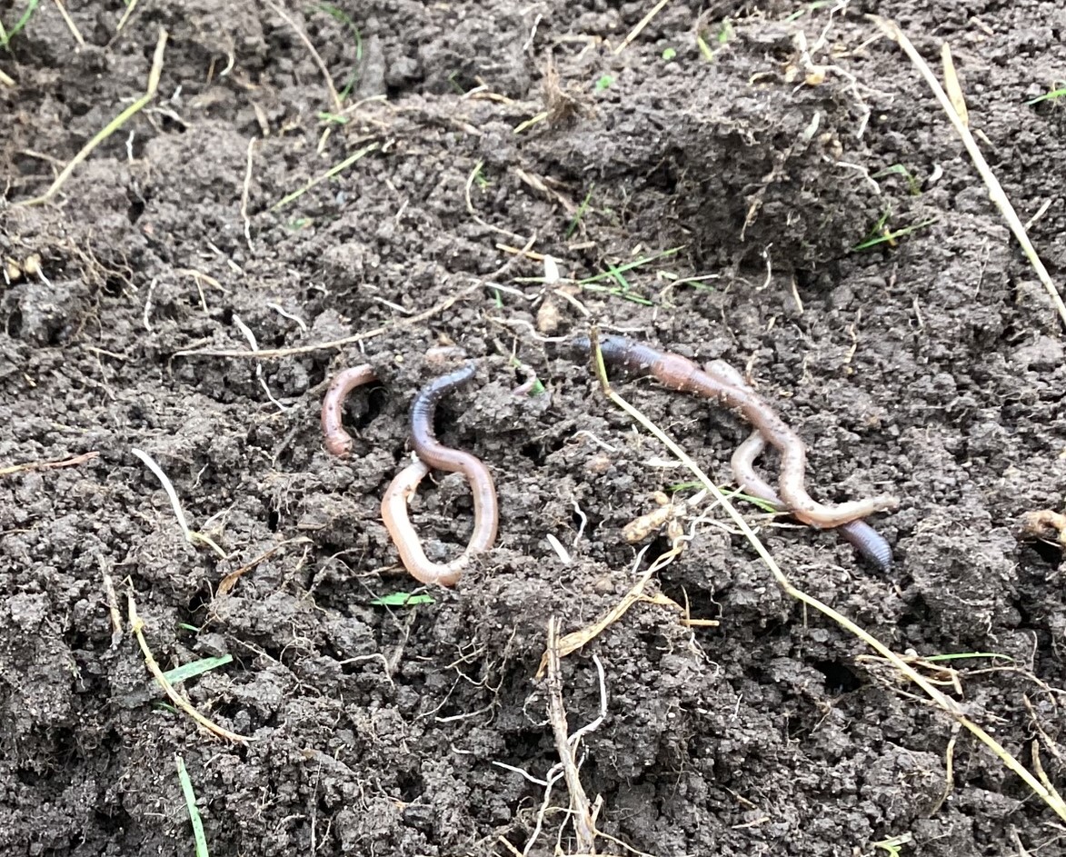 Should worms be added to the compost bin? Micro Farm Days
