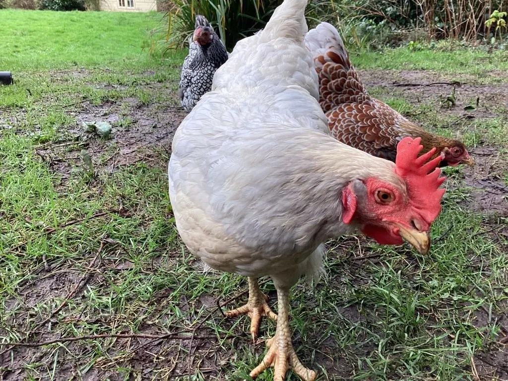 Do Chickens Sleep at Night? A Guide for Chicken Keepers Micro Farm Days