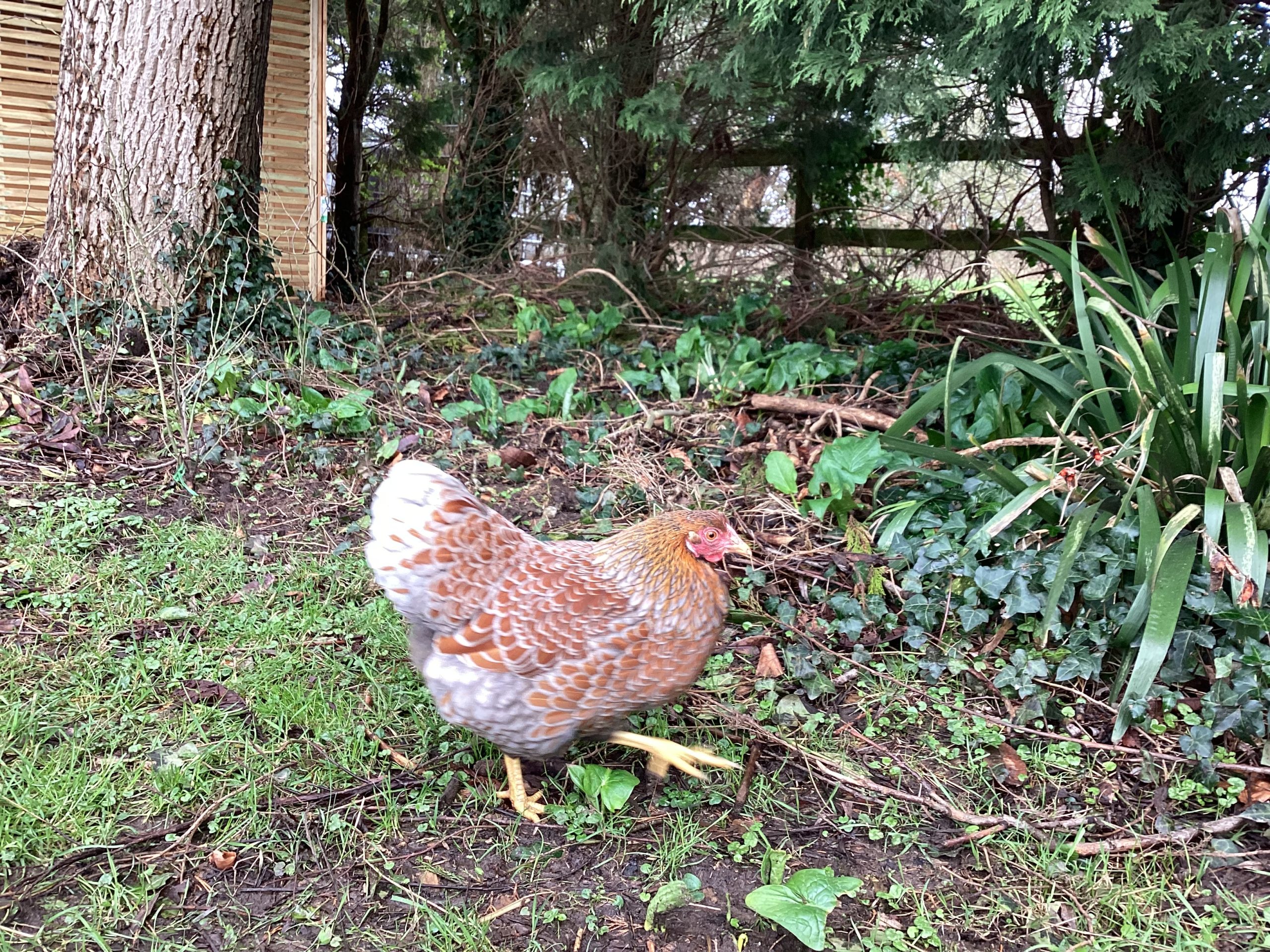 Do Chickens Sleep at Night? A Guide for Chicken Keepers Micro Farm Days