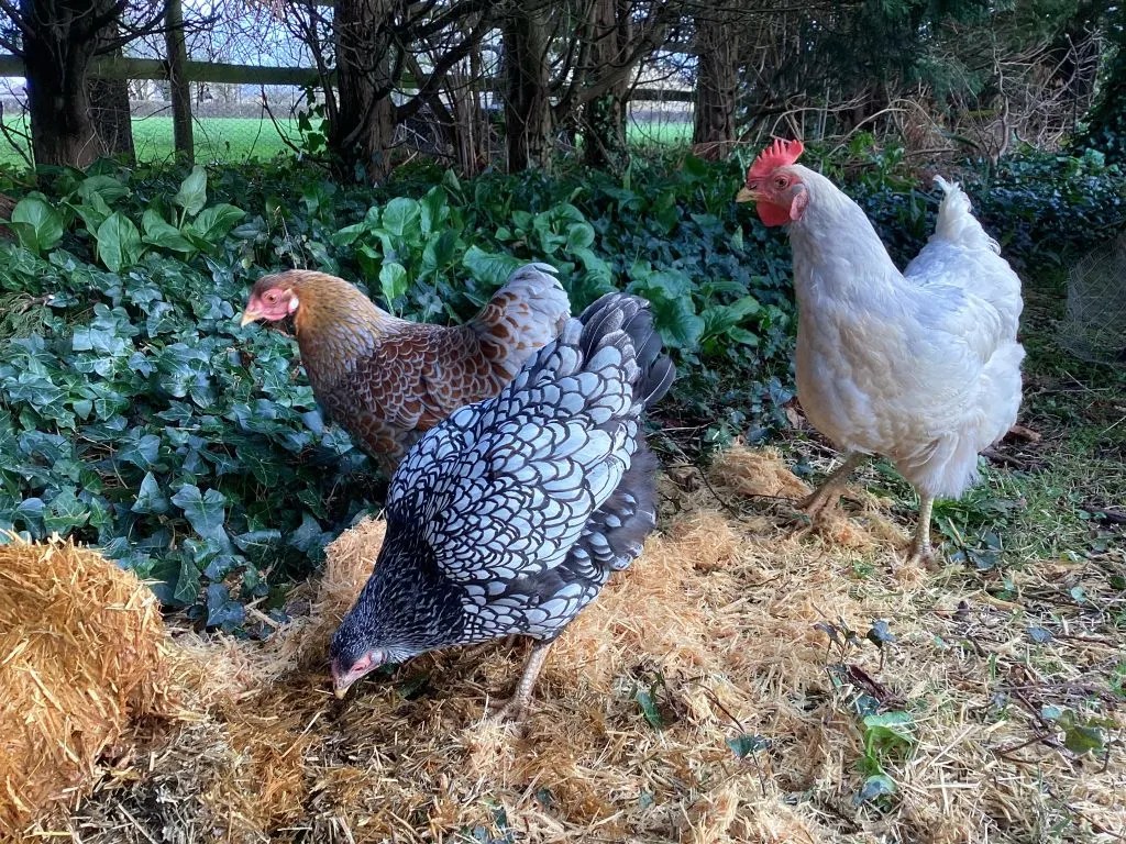 Do Chickens Sleep at Night? A Guide for Chicken Keepers Micro Farm Days
