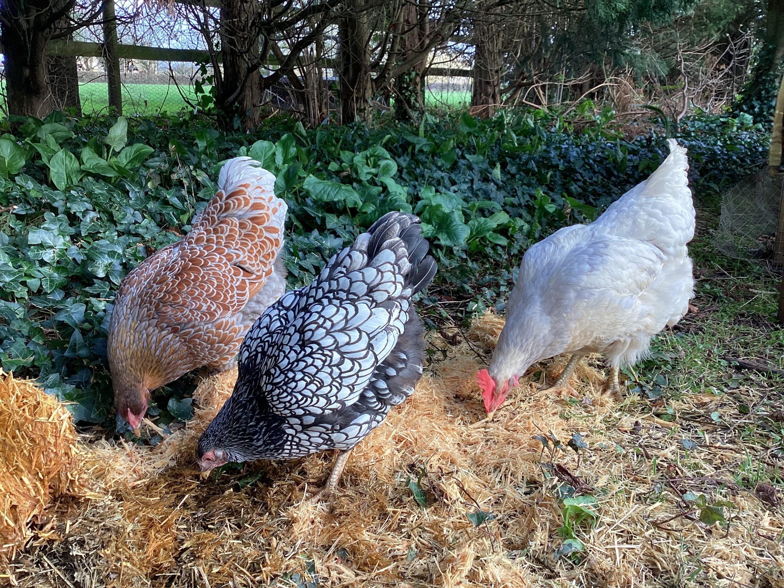 The Natural Benefits of diatomaceous earth for chickens Micro Farm Days