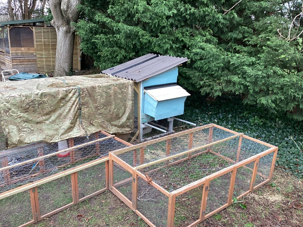 Ensuring Your Chickens’ Comfort Do Chickens Need Shade? Micro Farm Days