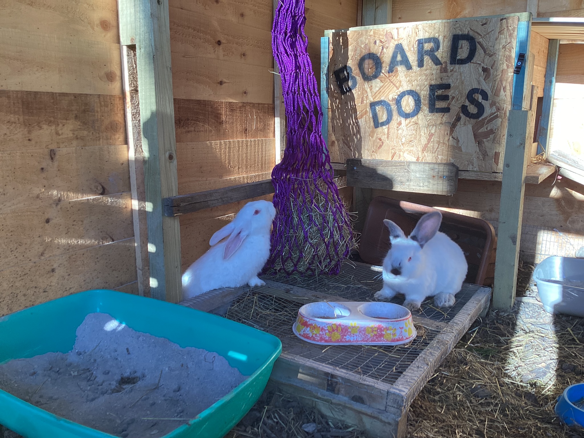 How Often Do Rabbits Eat A Comprehensive Guide to Adult Rabbit