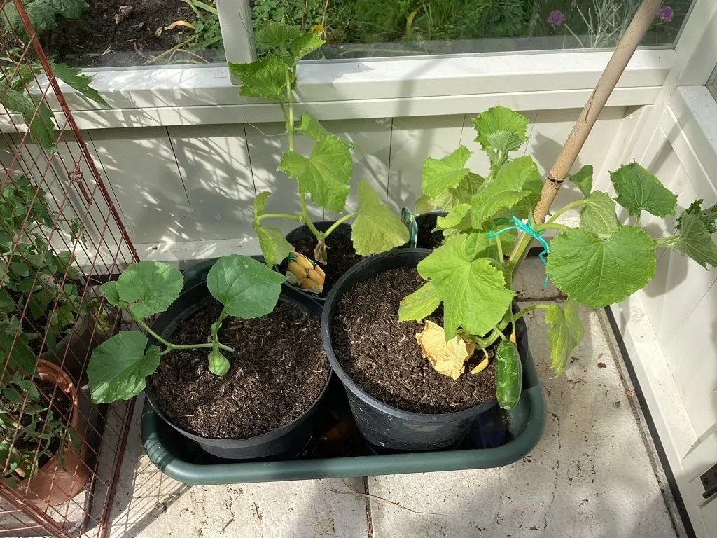 What is the best time to water, do plants drink at night? Micro Farm Days