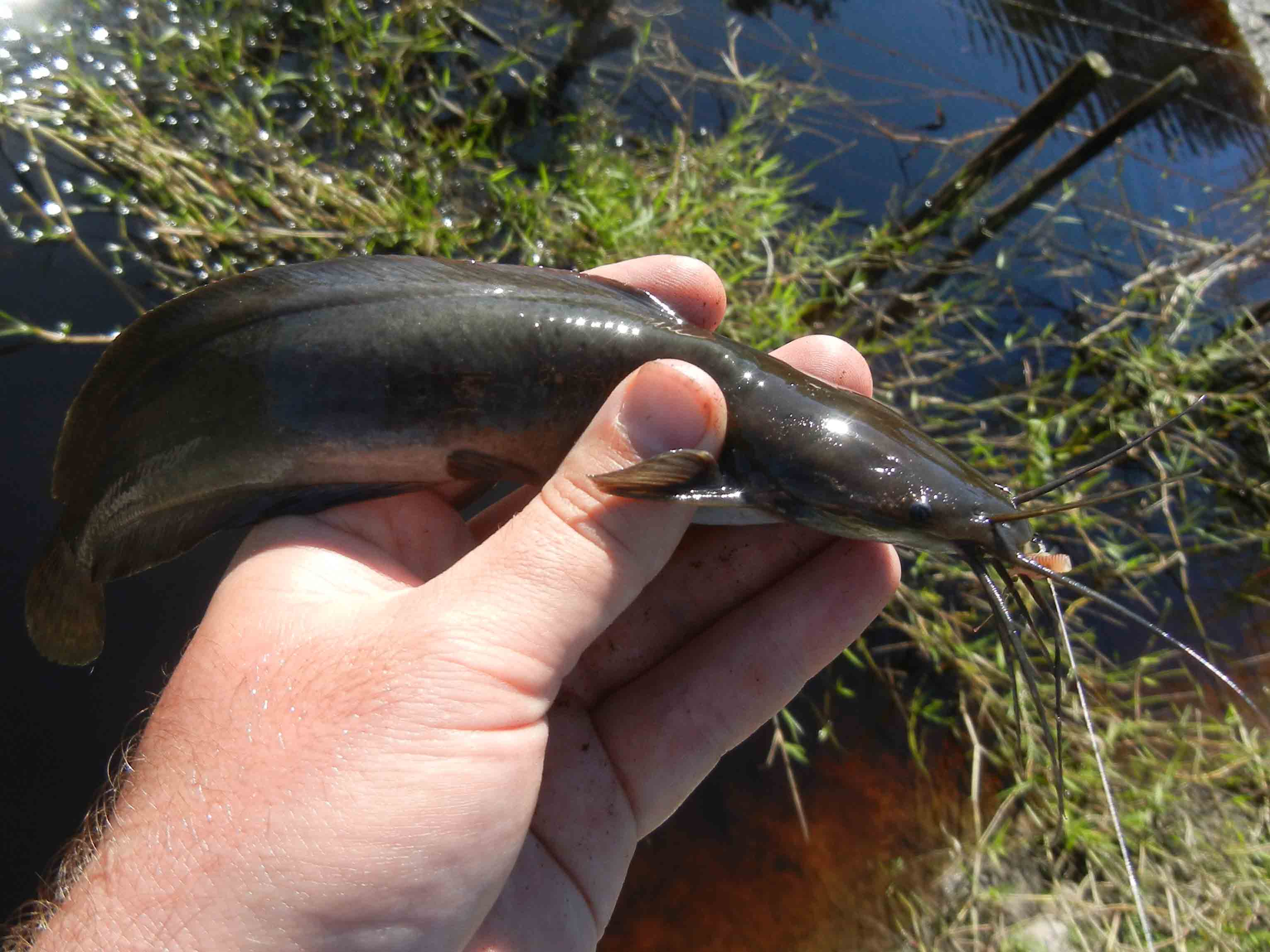 Micro Fishing in Southern Florida