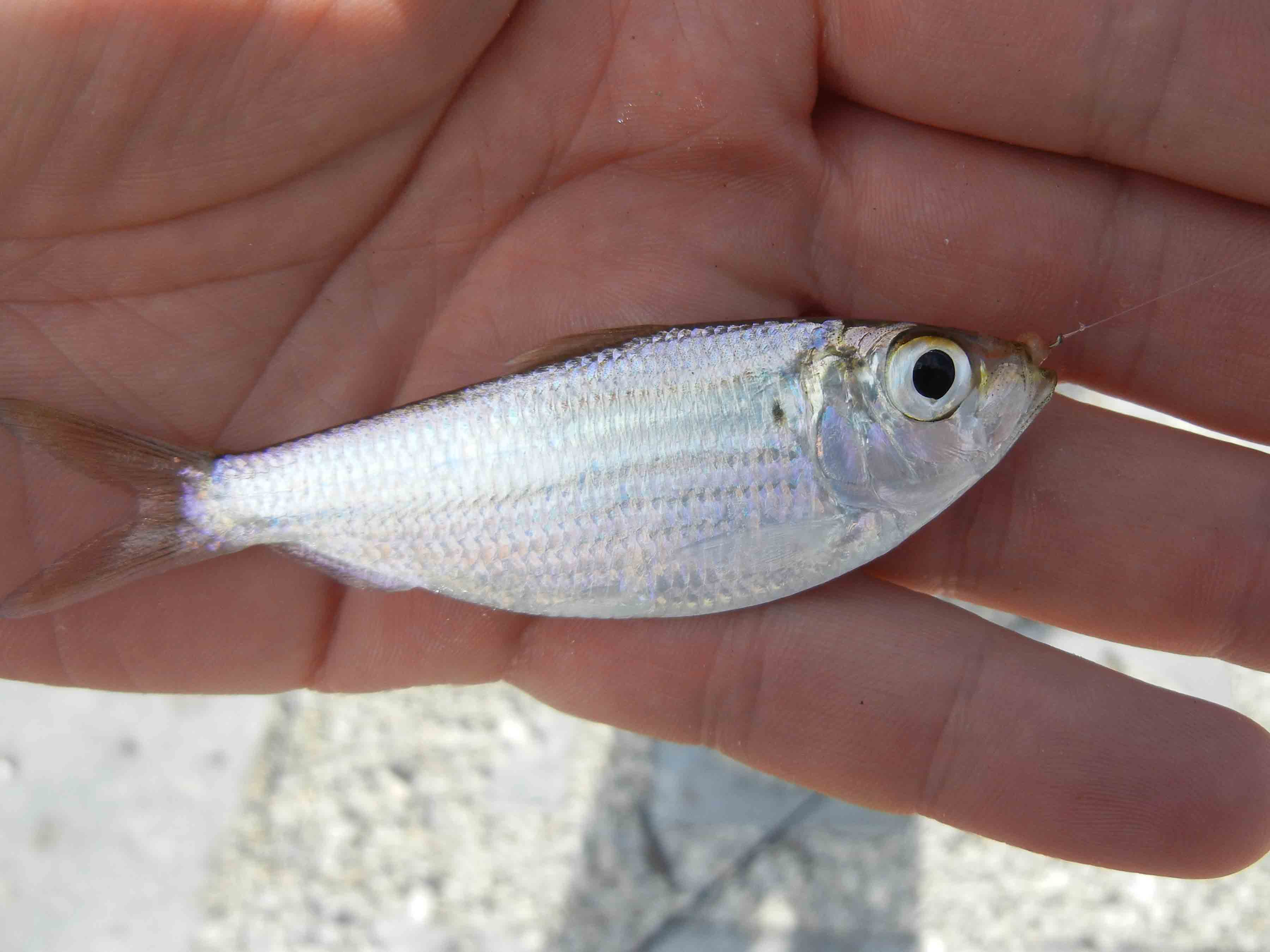 Micro Fishing in Southern Florida