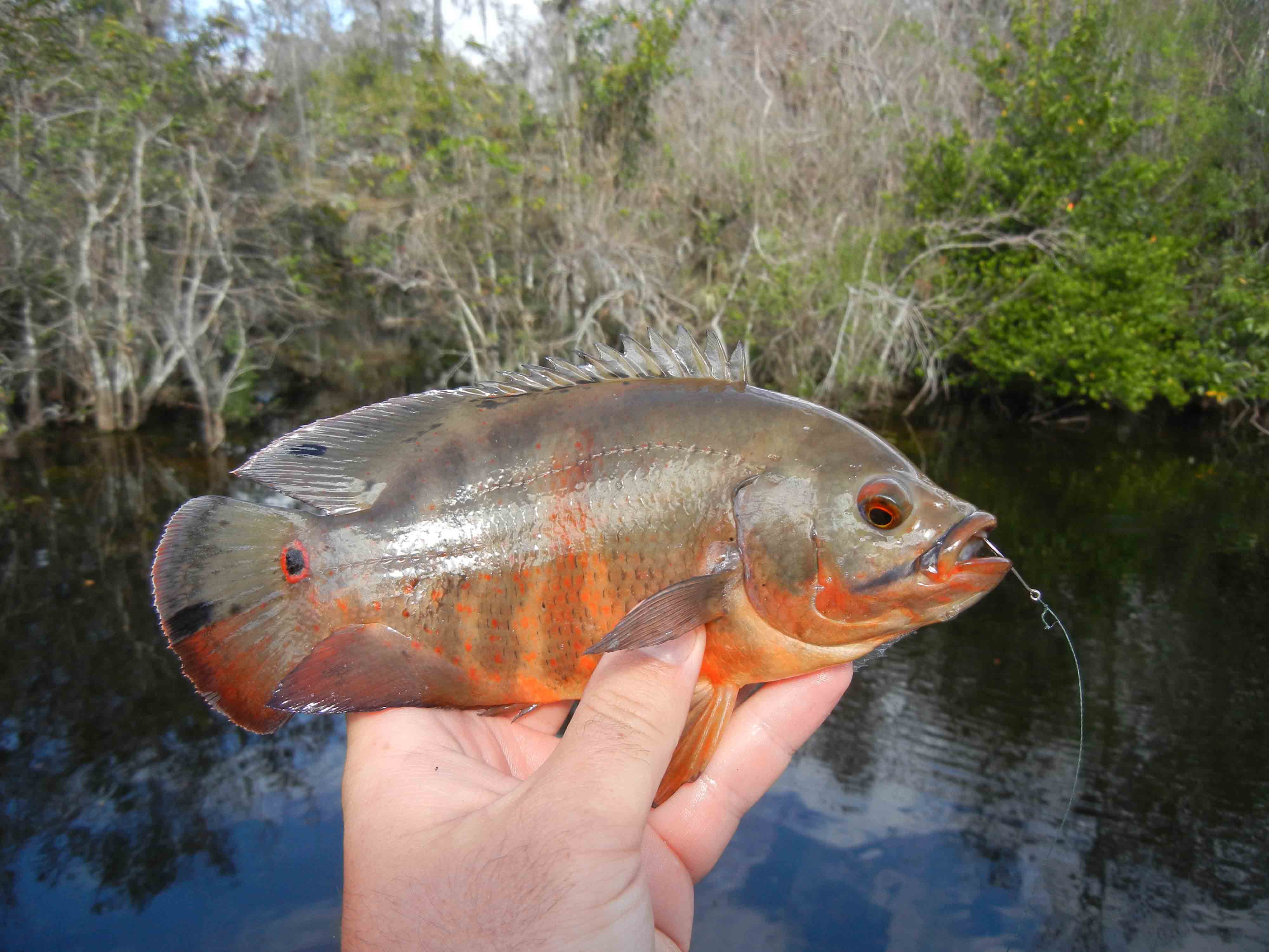 Micro Fishing in Southern Florida